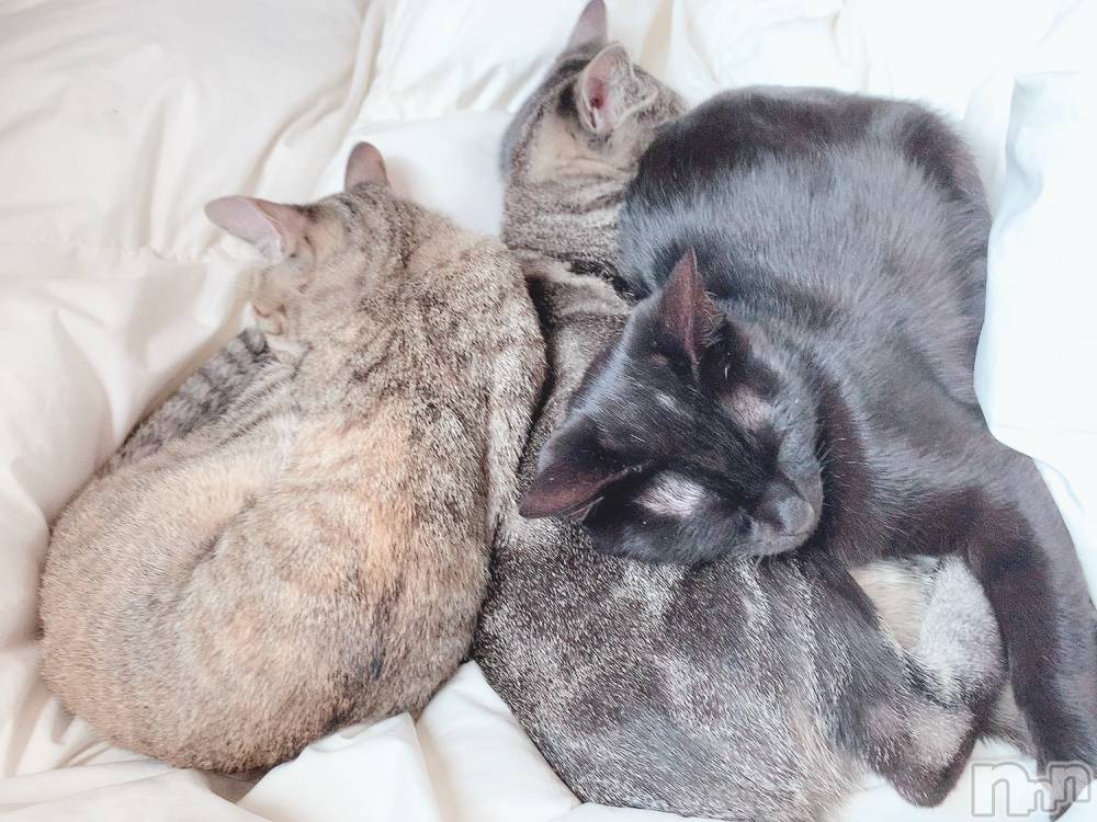 ��ˬ����Х��顦����֥���� �ץ���� ��ˬ(����� �ץ���� ����) ɱǵ �����10��17���̥�֥����ֽжФǤ�����