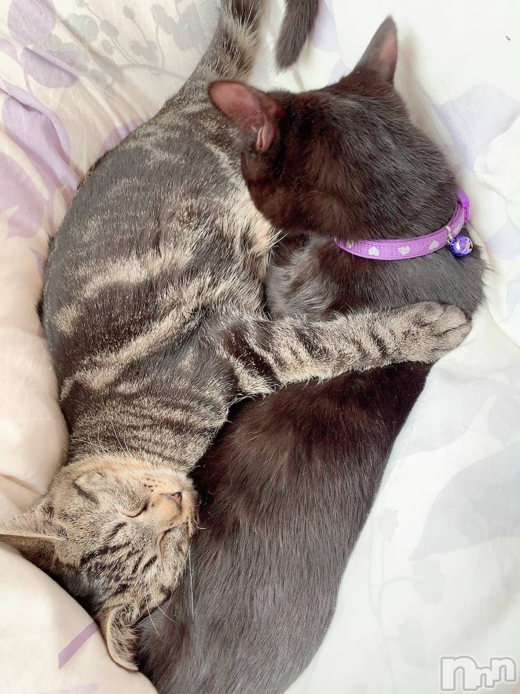 ��ˬ����Х��顦����֥���� �ץ���� ��ˬ(����� �ץ���� ����) ɱǵ �����1��2���̥�֥�����🤘🤘🤘🤘🤘🤘🤘🤘🤘��