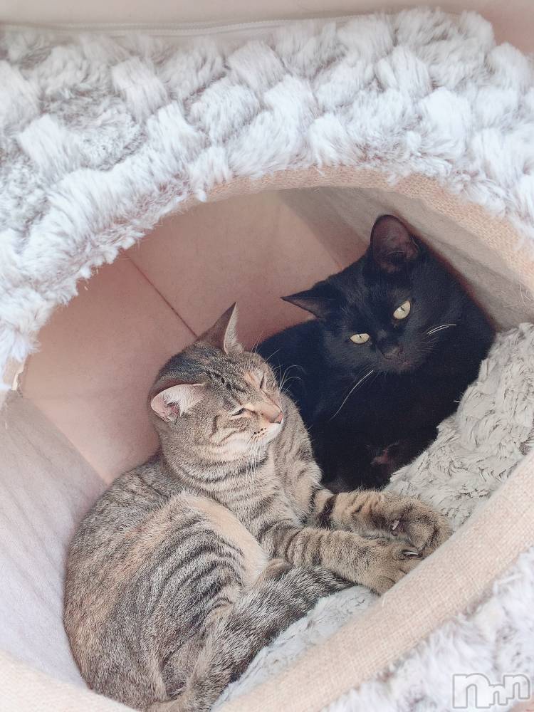 ��ˬ����Х��顦����֥���� �ץ���� ��ˬ(����� �ץ���� ����) ɱǵ �����1��15���̥�֥����ֽжС�