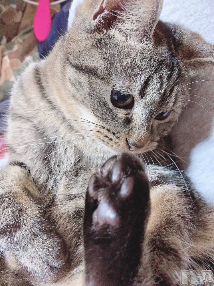 ��ˬ����Х��顦����֥���� �ץ���� ��ˬ(����� �ץ���� ����) ɱǵ �����2��1���̥�֥����֤����ˡ���