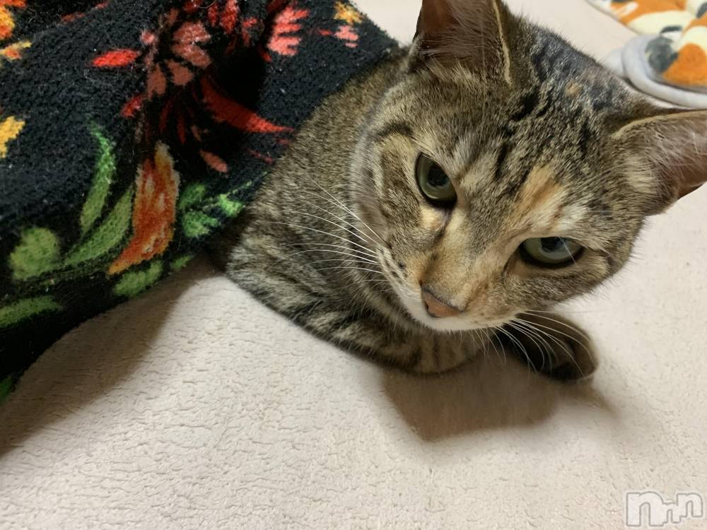 ��ˬ����Х��顦����֥���� �ץ���� ��ˬ(����� �ץ���� ����) ɱǵ �����2��4���̥�֥����ֽжФǤ�����