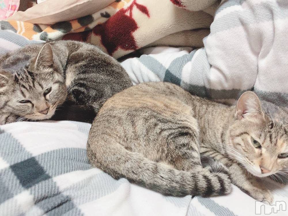 ��ˬ����Х��顦����֥���� �ץ���� ��ˬ(����� �ץ���� ����) ɱǵ �����3��1���̥�֥�����ᜊﬞﬞ ᶻᶻᶻ﻿��