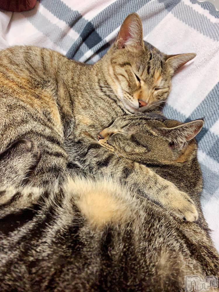 ��ˬ����Х��顦����֥���� �ץ���� ��ˬ(����� �ץ���� ����) ɱǵ �����3��4���̥�֥����ֽжФǤ���