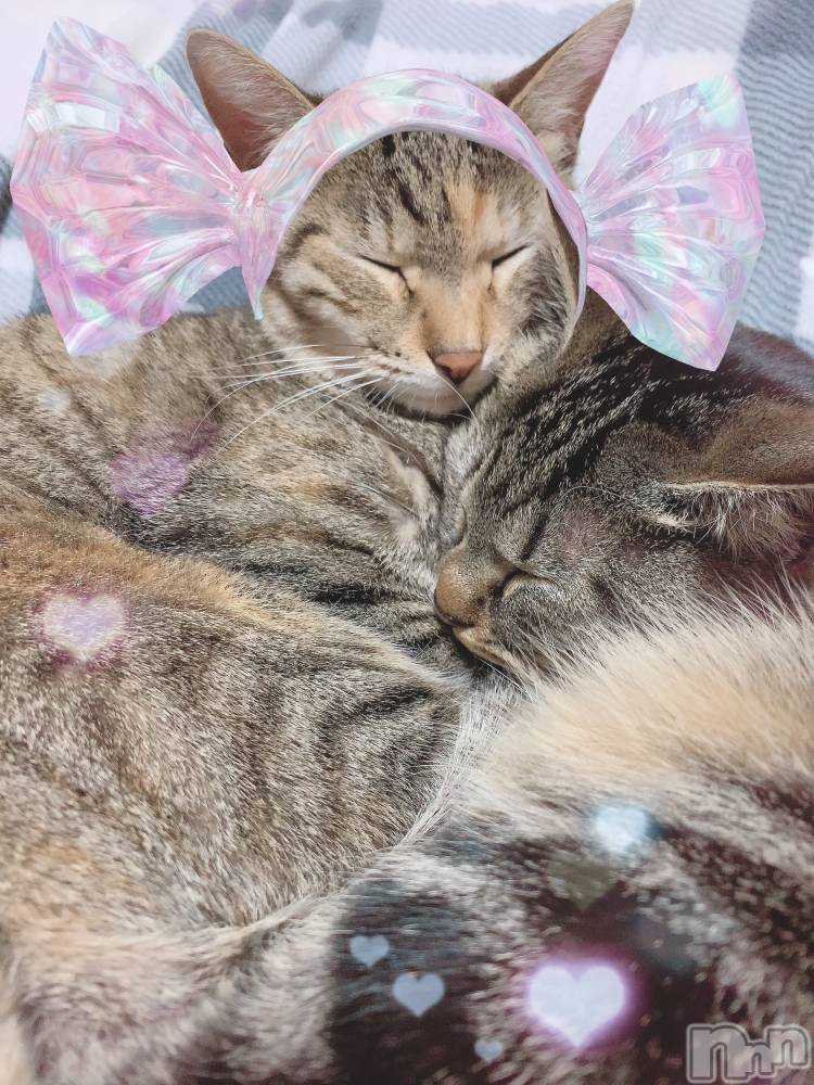 ��ˬ����Х��顦����֥���� �ץ���� ��ˬ(����� �ץ���� ����) ɱǵ �����3��5���̥�֥����ֶ�������