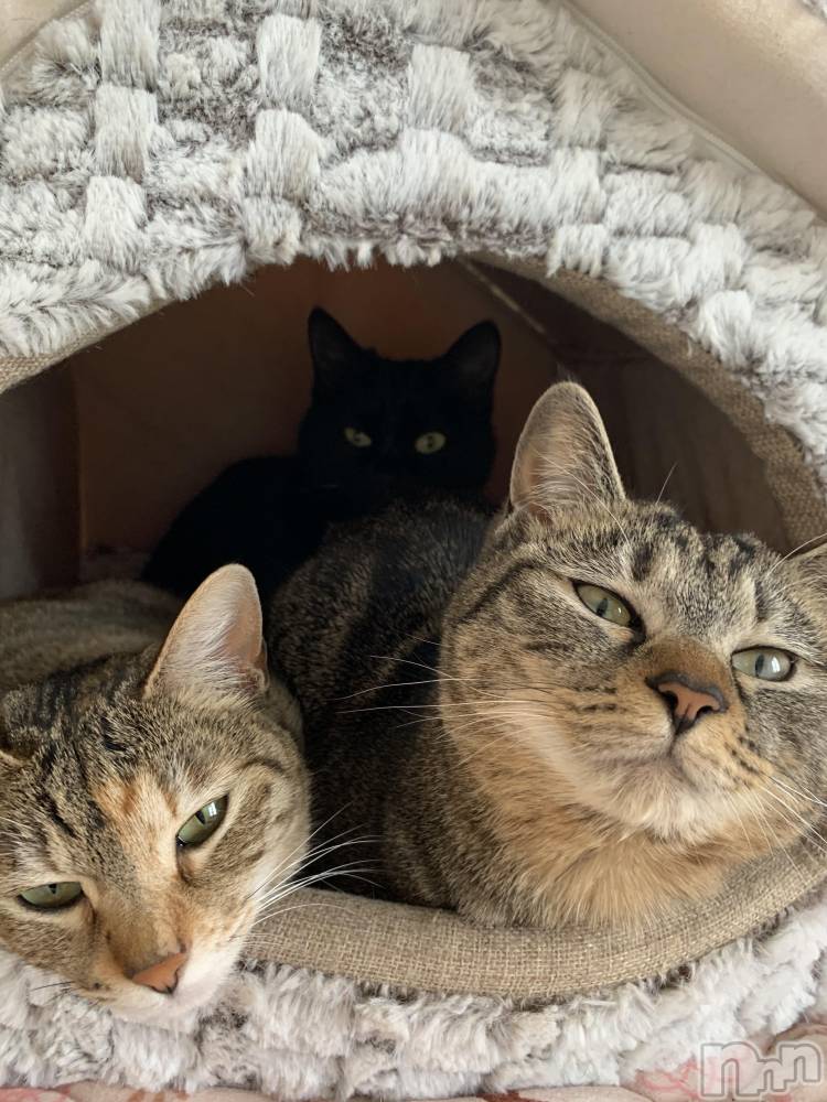 ��ˬ����Х��顦����֥���� �ץ���� ��ˬ(����� �ץ���� ����) ɱǵ �����3��9���̥�֥����ֽжС�