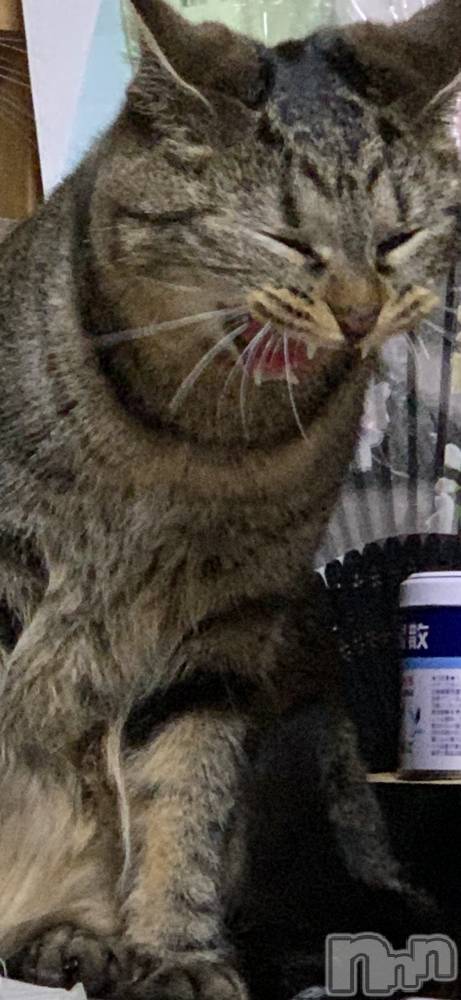 ��ˬ����Х��顦����֥���� �ץ���� ��ˬ(����� �ץ���� ����) ɱǵ �����3��18���̥�֥�����ǭ�����