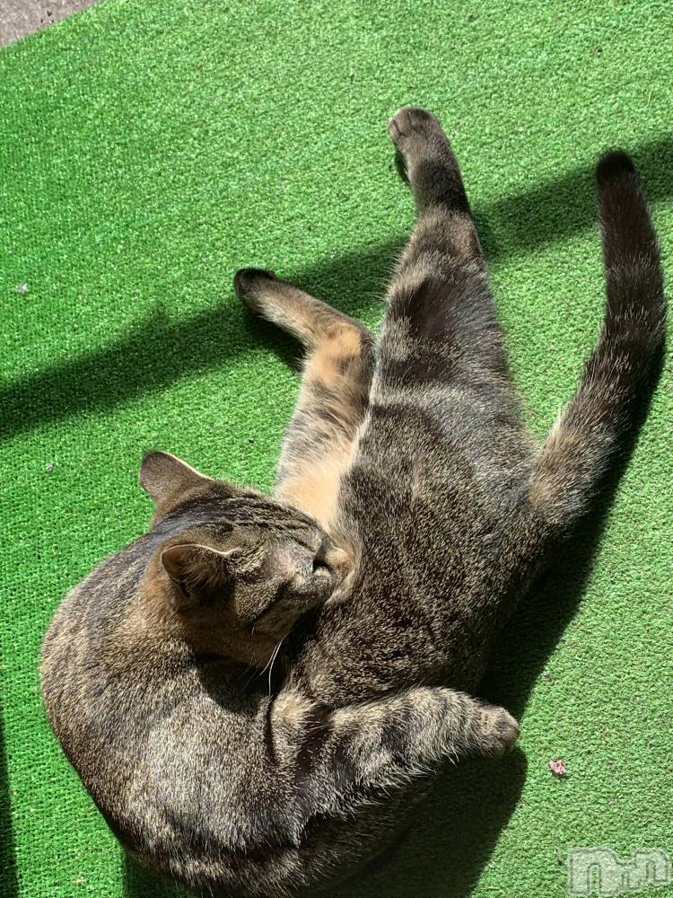 ��ˬ����Х��顦����֥���� �ץ���� ��ˬ(����� �ץ���� ����) ɱǵ �����4��14���̥�֥����ֽжС�