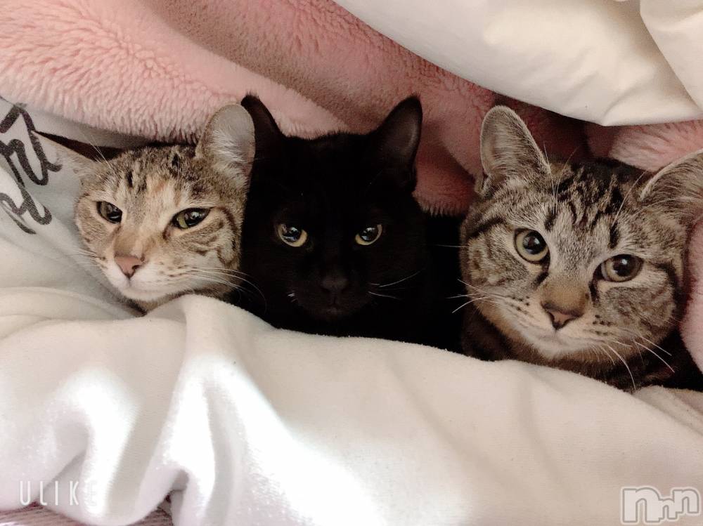 ��ˬ����Х��顦����֥���� �ץ���� ��ˬ(����� �ץ���� ����) ɱǵ �����5��25���̥�֥����֤�����