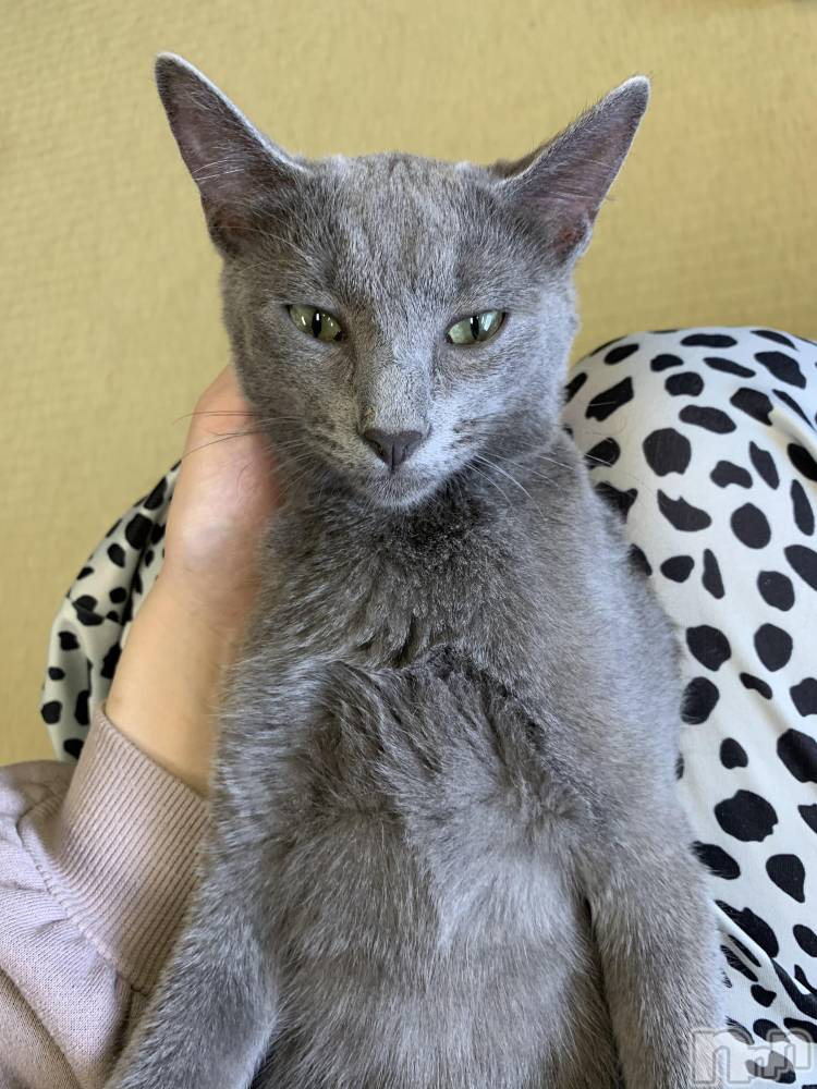 ��ˬ����Х��顦����֥���� �ץ���� ��ˬ(����� �ץ���� ����) ɱǵ �����7��12���̥�֥����ֽжС�