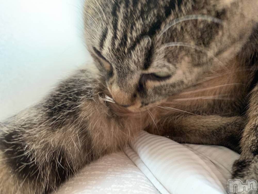 ��ˬ����Х��顦����֥���� �ץ���� ��ˬ(����� �ץ���� ����) ɱǵ �����10��4���̥�֥�����ฅ•��•ฅ😸��