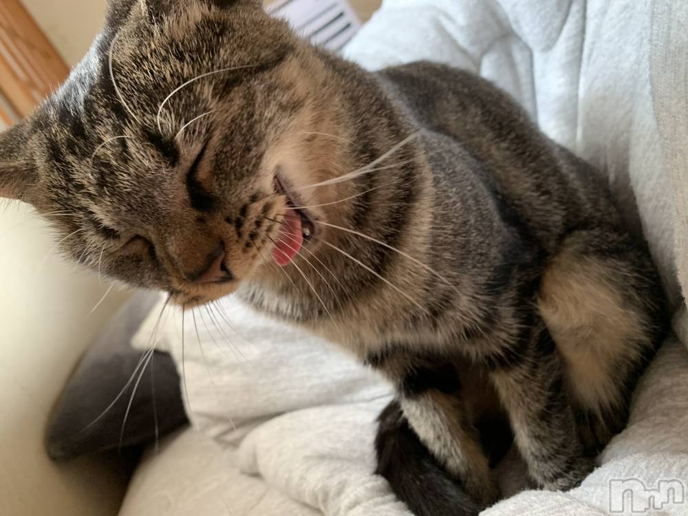 ��ˬ����Х��顦����֥���� �ץ���� ��ˬ(����� �ץ���� ����) ɱǵ �����10��5���̥�֥�����😺��