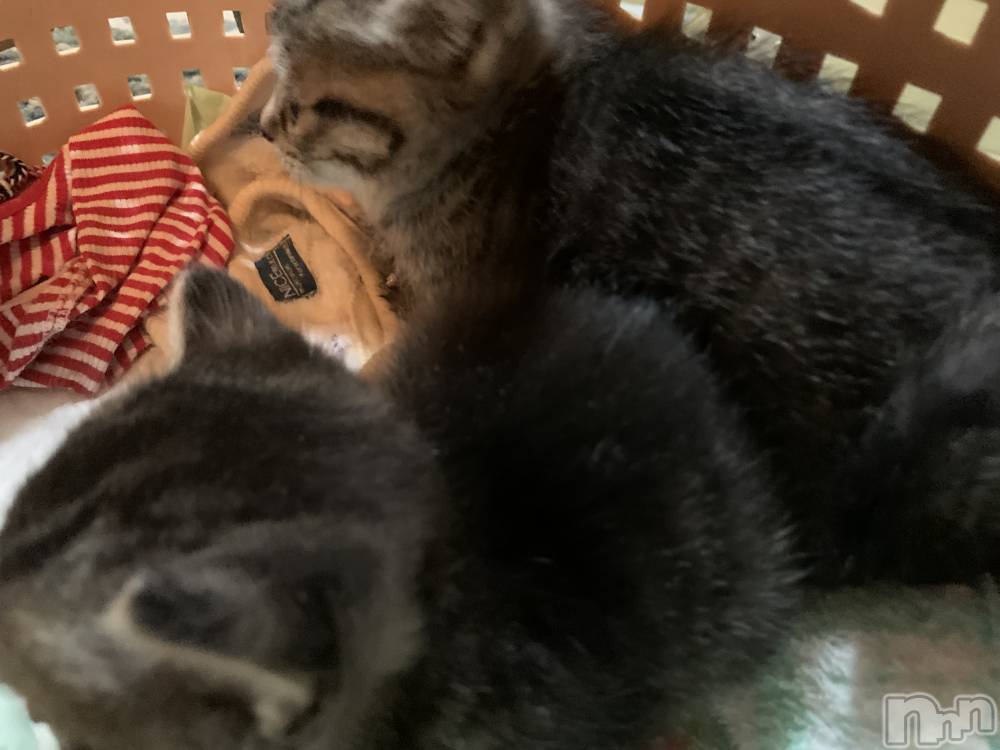 ��ˬ����Х��顦����֥���� �ץ���� ��ˬ(����� �ץ���� ����) ɱǵ �����10��8���̥�֥�����🤓��