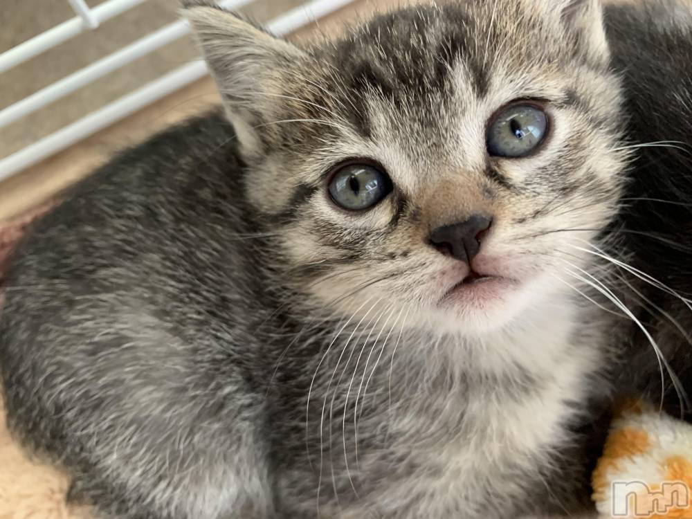 ��ˬ����Х��顦����֥���� �ץ���� ��ˬ(����� �ץ���� ����) ɱǵ �����10��9���̥�֥�����10��9�� 21��18ʬ�Υ֥�����