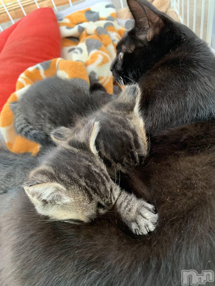 ��ˬ����Х��顦����֥���� �ץ���� ��ˬ(����� �ץ���� ����) ɱǵ �����10��12���̥�֥�����10��12�� 20��27ʬ�Υ֥�����