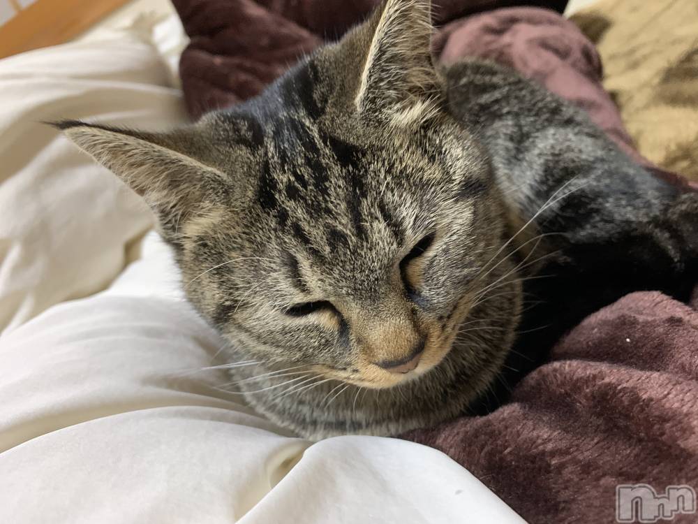 ��ˬ����Х��顦����֥���� �ץ���� ��ˬ(����� �ץ���� ����) ɱǵ �����12��18���̥�֥�����😽��