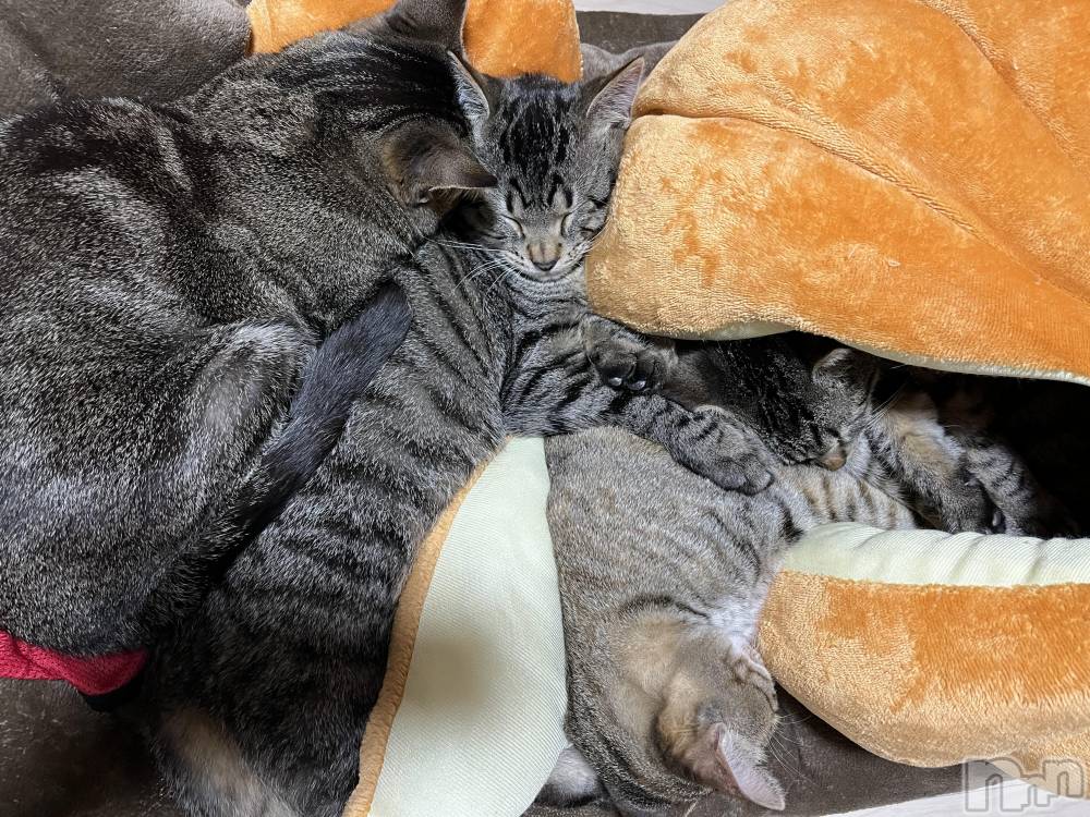 ��ˬ����Х��顦����֥���� �ץ���� ��ˬ(����� �ץ���� ����) ɱǵ �����3��25���̥�֥����֤���Ф��🐈��