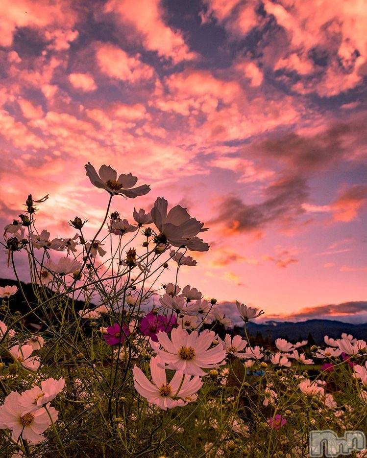 ��ˬ����Х��顦����֥���� �ץ���� ��ˬ(����� �ץ���� ����) ɱǵ �����4��12���̥�֥����֤��Ϥ褦�������ޤ���