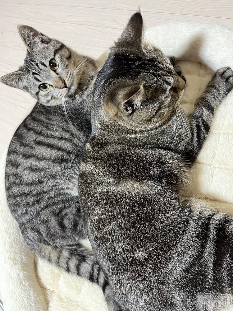 ��ˬ����Х��顦����֥���� �ץ���� ��ˬ(����� �ץ���� ����) ɱǵ �����4��23���̥�֥����֥����ץ�2��