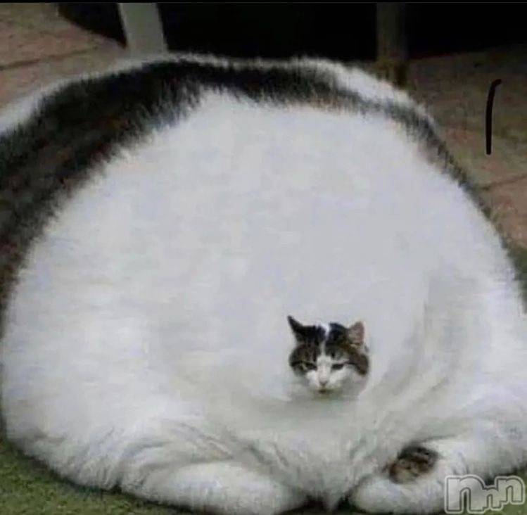 ��ˬ����Х��顦����֥���� �ץ���� ��ˬ(����� �ץ���� ����) ɱǵ �����4��30���̥�֥�����������😳��