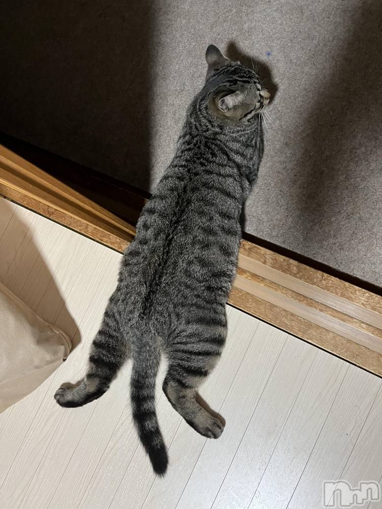 ��ˬ����Х��顦����֥���� �ץ���� ��ˬ(����� �ץ���� ����) ɱǵ �����5��25���̥�֥�����( ��᷄‎ࡇ��᷅ )��