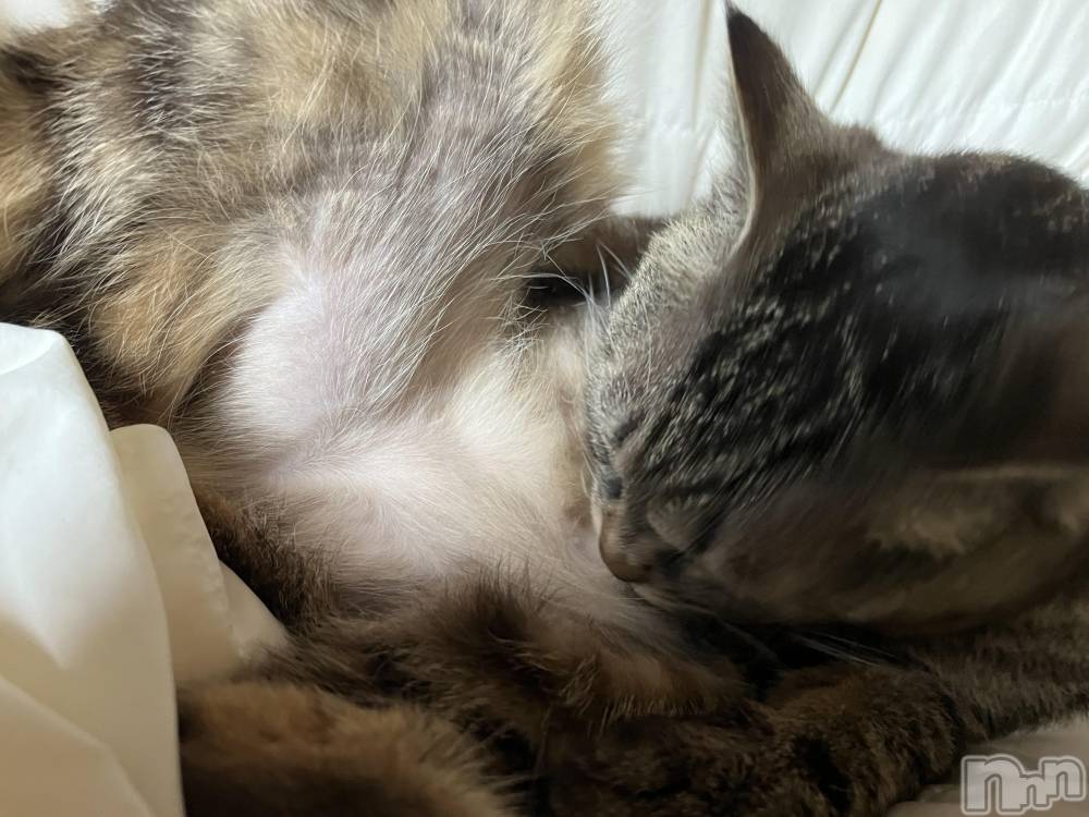 ��ˬ����Х��顦����֥���� �ץ���� ��ˬ(����� �ץ���� ����) ɱǵ �����6��3���̥�֥����ֶ���������