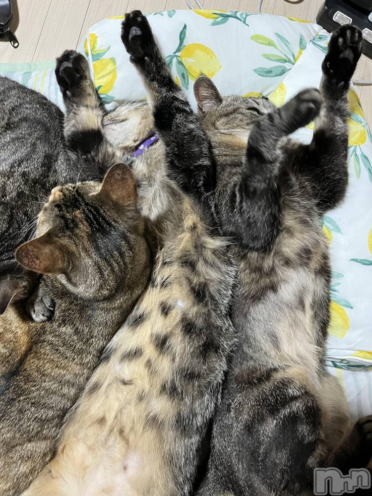 ��ˬ����Х��顦����֥���� �ץ���� ��ˬ(����� �ץ���� ����) ɱǵ �����6��18���̥�֥����֤ͤ���