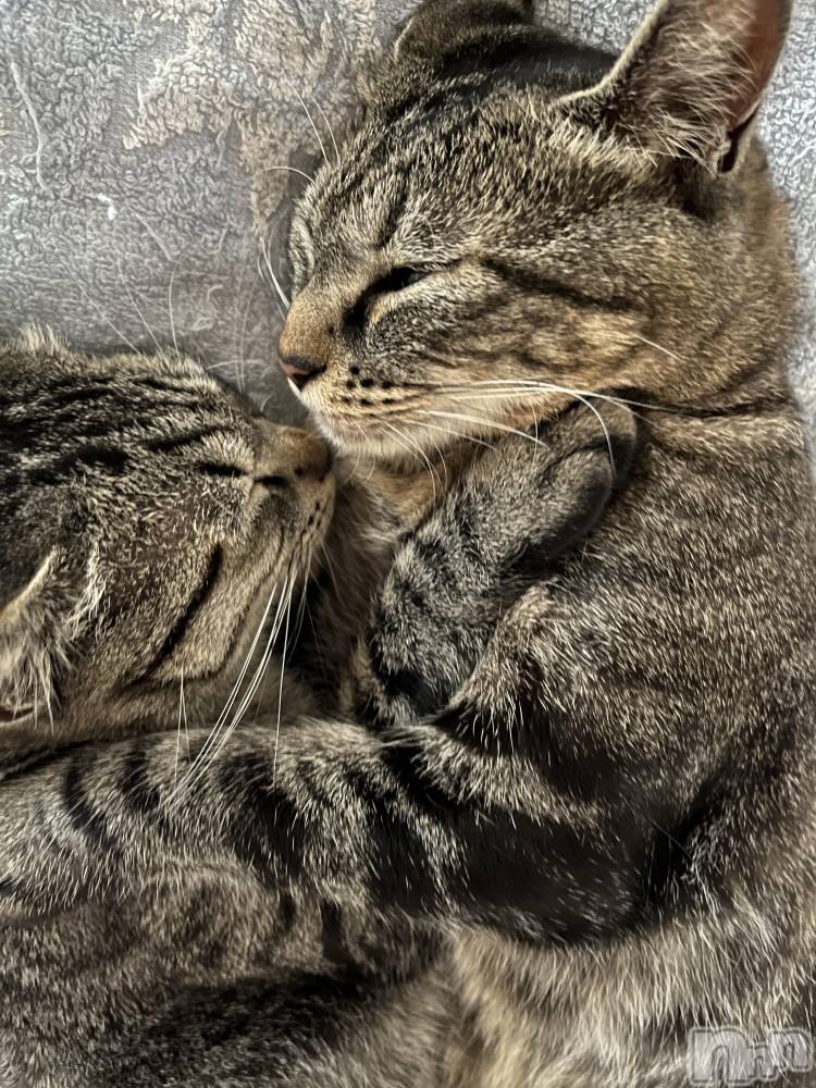 ��ˬ����Х��顦����֥���� �ץ���� ��ˬ(����� �ץ���� ����) ɱǵ �����7��19���̥�֥����ֲ�����😌��