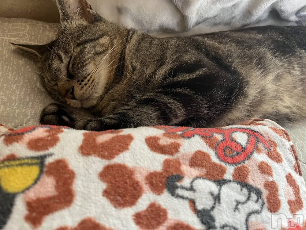 ��ˬ����Х��顦����֥���� �ץ���� ��ˬ(����� �ץ���� ����) ɱǵ �����7��27���̥�֥�����⸌⍤⃝⸍��