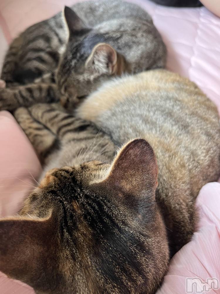 ��ˬ����Х��顦����֥���� �ץ���� ��ˬ(����� �ץ���� ����) ɱǵ �����8��29���̥�֥����ַ�����⭐️��