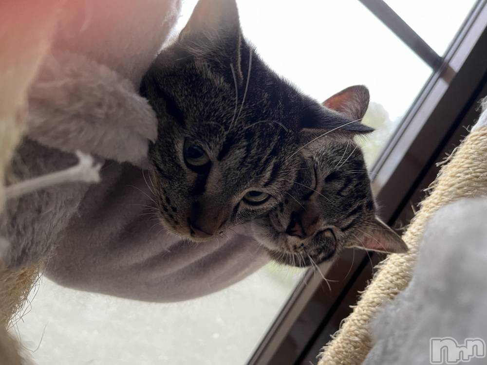 ��ˬ����Х��顦����֥���� �ץ���� ��ˬ(����� �ץ���� ����) ɱǵ �����10��11���̥�֥����ֲ���🤍��