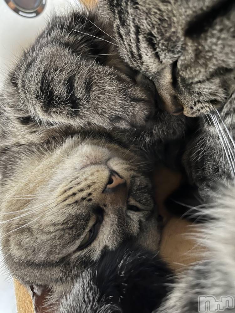 ��ˬ����Х��顦����֥���� �ץ���� ��ˬ(����� �ץ���� ����) ɱǵ �����3��16���̥�֥����ֽжС�