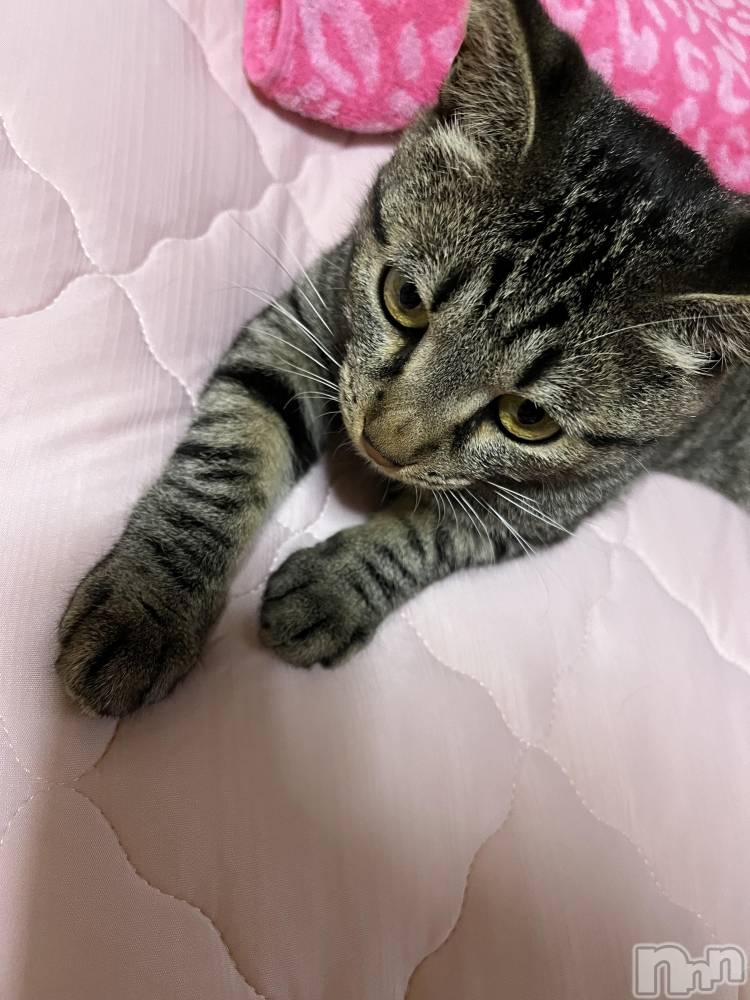 ��ˬ����Х��顦����֥���� �ץ���� ��ˬ(����� �ץ���� ����) ɱǵ �����6��8���̥�֥�����😮‍💨��