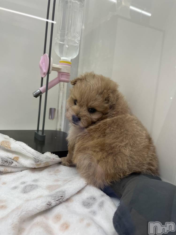 ��ˬ����Х��顦����֥���� �ץ���� ��ˬ(����� �ץ���� ����) ɱǵ �����6��16���̥�֥����֤�󤳤���