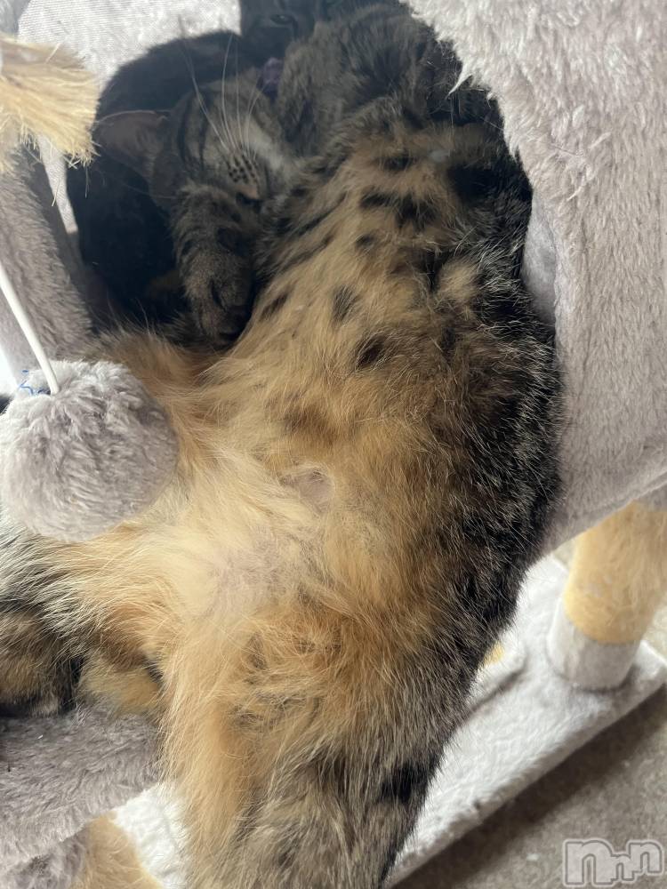 ��ˬ����Х��顦����֥���� �ץ���� ��ˬ(����� �ץ���� ����) ɱǵ �����6��17���̥�֥�����6��17�� 19��35ʬ�Υ֥�����