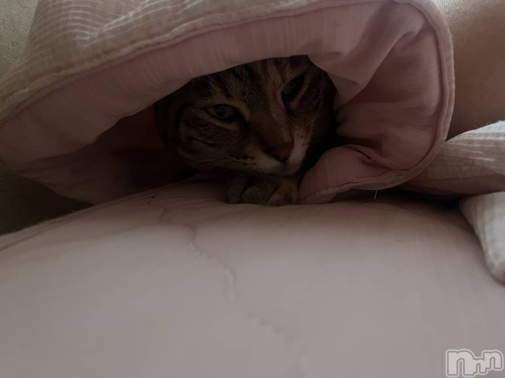 ��ˬ����Х��顦����֥���� �ץ���� ��ˬ(����� �ץ���� ����) ɱǵ �����8��7���̥�֥�����🐱��