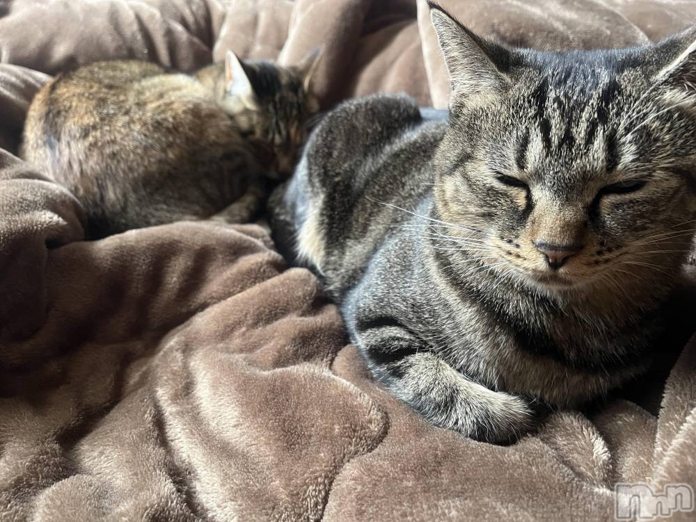 ��ˬ����Х��顦����֥���� �ץ���� ��ˬ(����� �ץ���� ����) ɱǵ �����10��3���̥�֥����֤���