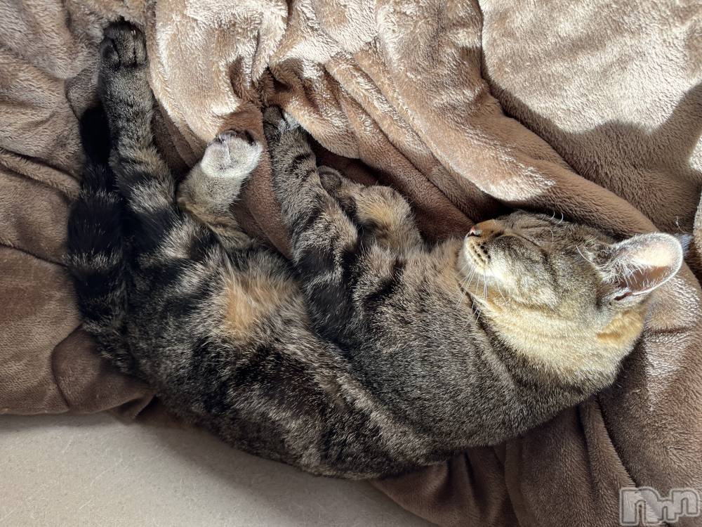 ��ˬ����Х��顦����֥���� �ץ���� ��ˬ(����� �ץ���� ����) ɱǵ �����10��6���̥�֥����֤ͤ���