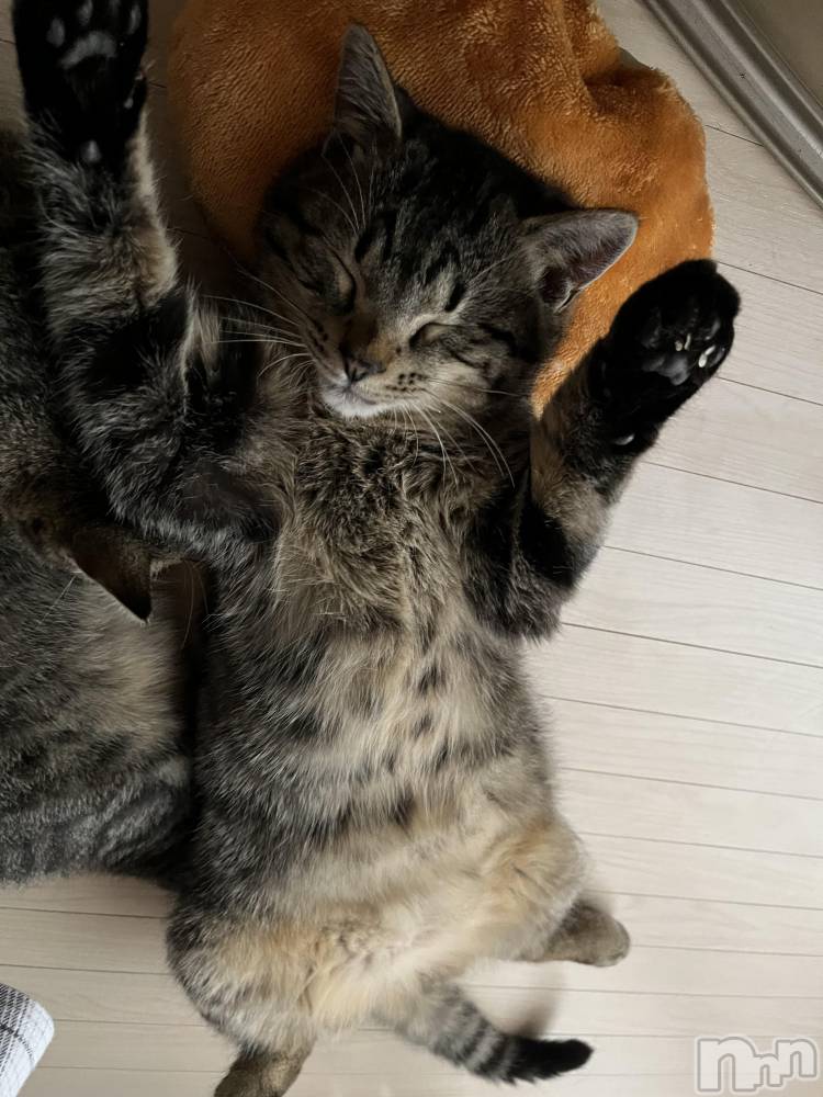 ��ˬ����Х��顦����֥���� �ץ���� ��ˬ(����� �ץ���� ����) ɱǵ �����12��8���̥�֥����֤��ˤ���