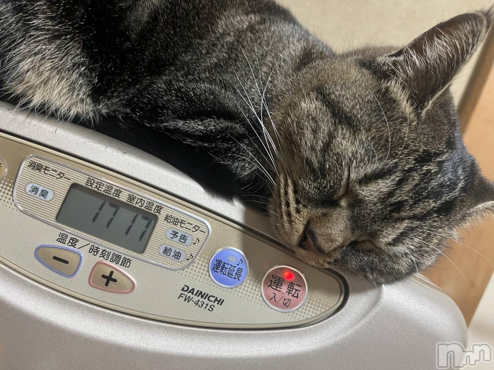 ��ˬ����Х��顦����֥���� �ץ���� ��ˬ(����� �ץ���� ����) ɱǵ �����12��13���̥�֥�����(�����؎�)�Ɏޡ�