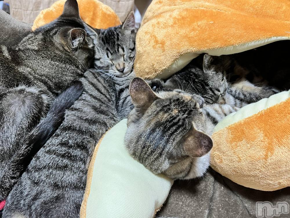 ��ˬ����Х��顦����֥���� �ץ���� ��ˬ(����� �ץ���� ����) ɱǵ �����12��31���̥�֥����ֺ�ǯ�⤢�꤬�Ȥ��������ޤ���🪽��