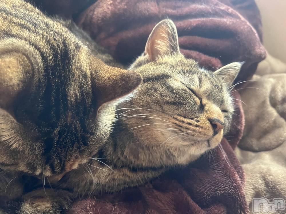 ��ˬ����Х��顦����֥���� �ץ���� ��ˬ(����� �ץ���� ����) ɱǵ �����2��28���̥�֥�����🤮😟��