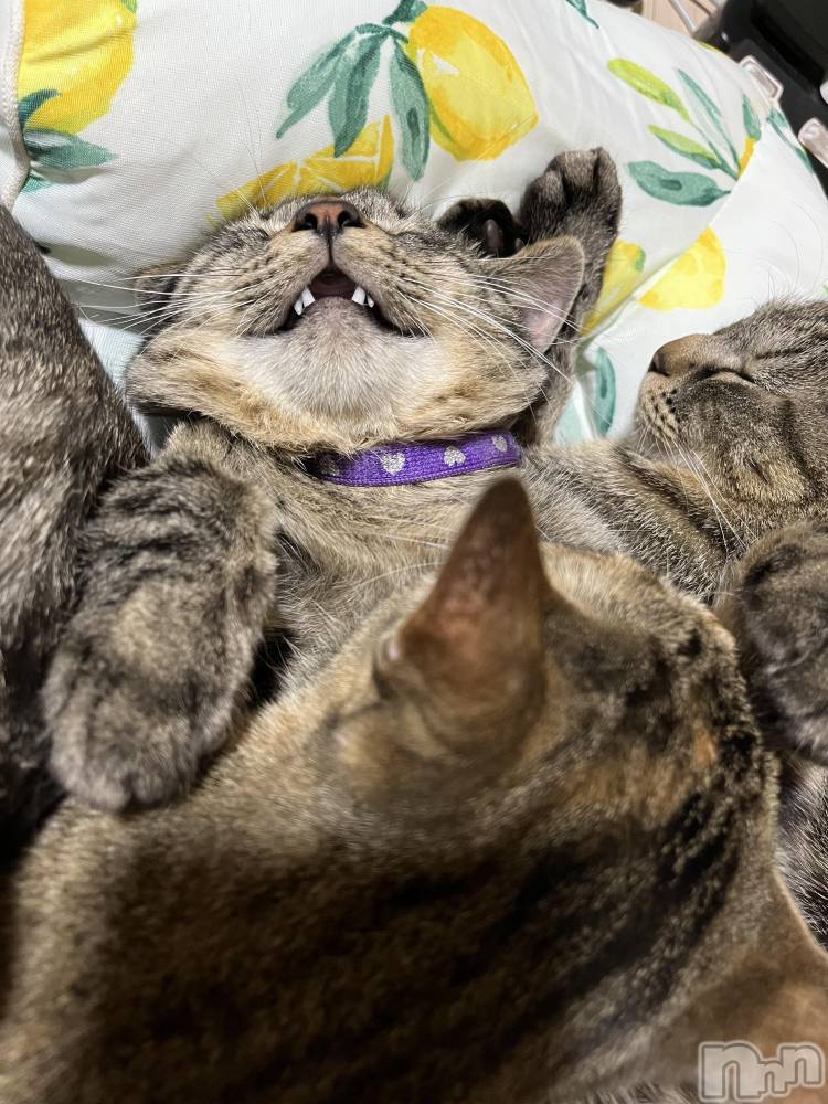 ��ˬ����Х��顦����֥���� �ץ���� ��ˬ(����� �ץ���� ����) ɱǵ �����3��13���̥�֥�����☺️��