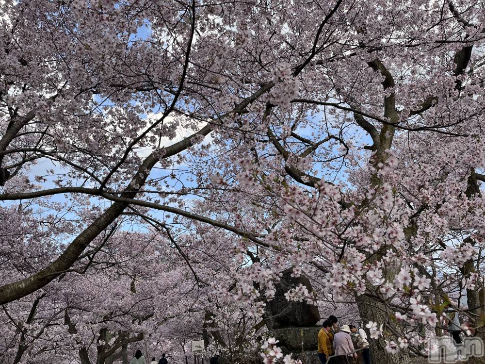 ��ˬ����Х��顦����֥���� �ץ���� ��ˬ(����� �ץ���� ����) ɱǵ �����4��19���̥�֥�����🌸🌸🌸🌸🌸🌸��