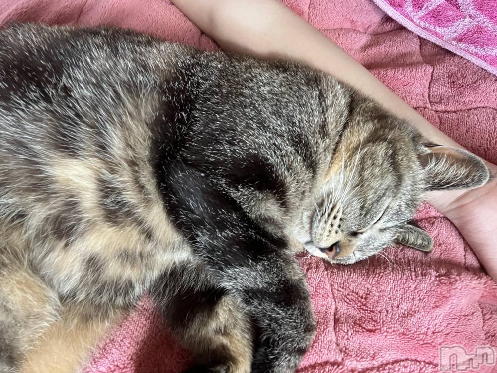 ��ˬ����Х��顦����֥���� �ץ���� ��ˬ(����� �ץ���� ����) ɱǵ �����6��1���̥�֥�����🫶��