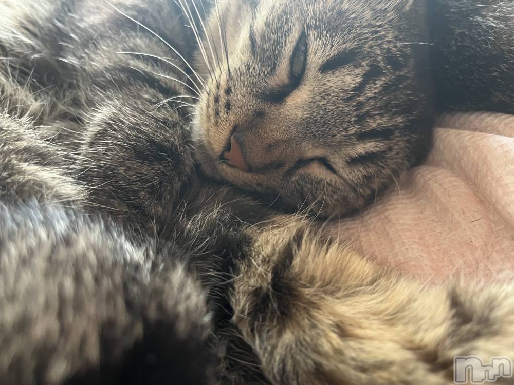 ��ˬ����Х��顦����֥���� �ץ���� ��ˬ(����� �ץ���� ����) ɱǵ �����7��12���̥�֥����ֶ�������