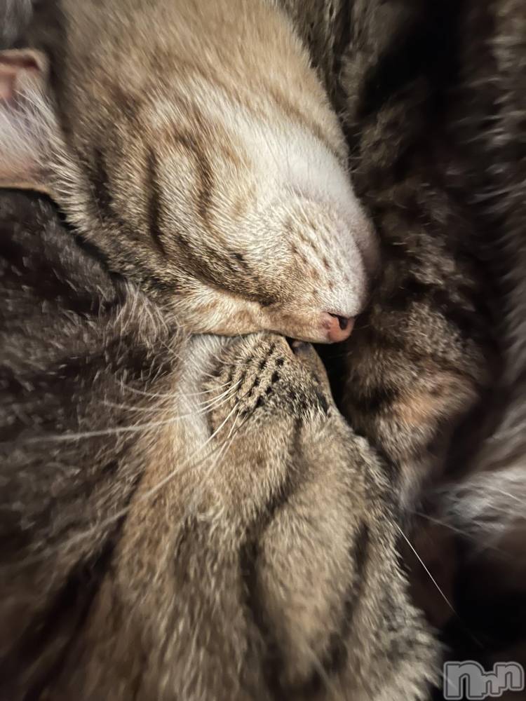 ��ˬ����Х��顦����֥���� �ץ���� ��ˬ(����� �ץ���� ����) ɱǵ �����7��19���̥�֥�����7��19�� 20��20ʬ�Υ֥�����