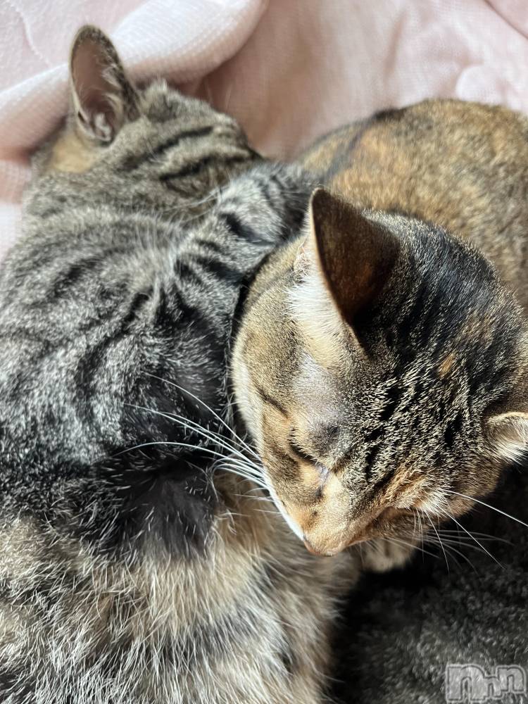 ��ˬ����Х��顦����֥���� �ץ���� ��ˬ(����� �ץ���� ����) ɱǵ �����9��5���̥�֥�����🐈⸒⸒⸒⸒��