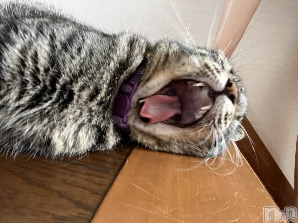 ��ˬ����Х��顦����֥���� �ץ���� ��ˬ(����� �ץ���� ����) ɱǵ �����9��22���̥�֥�����(  ⌯��⌯ )ᐝ��