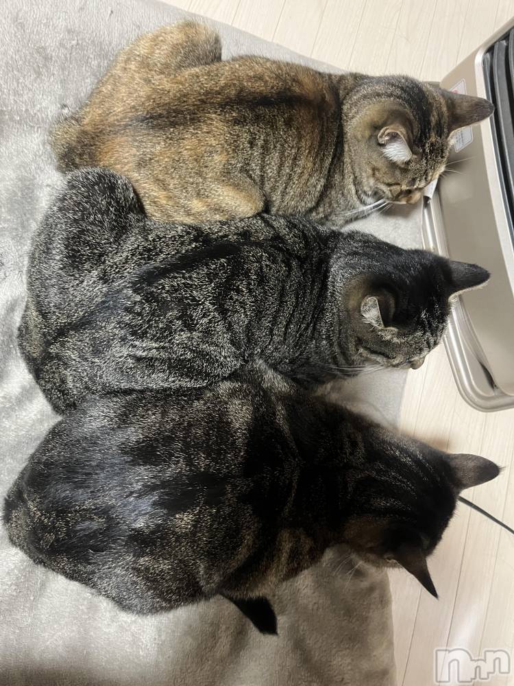 ��ˬ����Х��顦����֥���� �ץ���� ��ˬ(����� �ץ���� ����) ɱǵ �����10��15���̥�֥�����🐱ྀི🐱ྀི🐱ྀི��