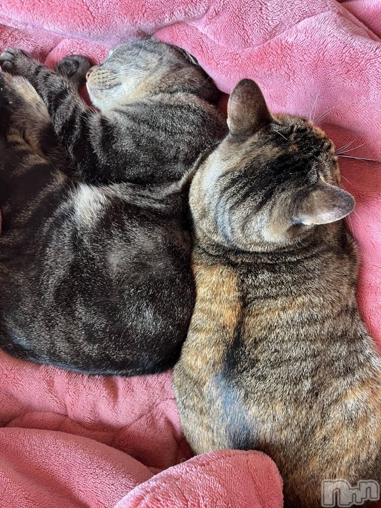 ��ˬ����Х��顦����֥���� �ץ���� ��ˬ(����� �ץ���� ����) ɱǵ �����11��13���̥�֥�����🥹��